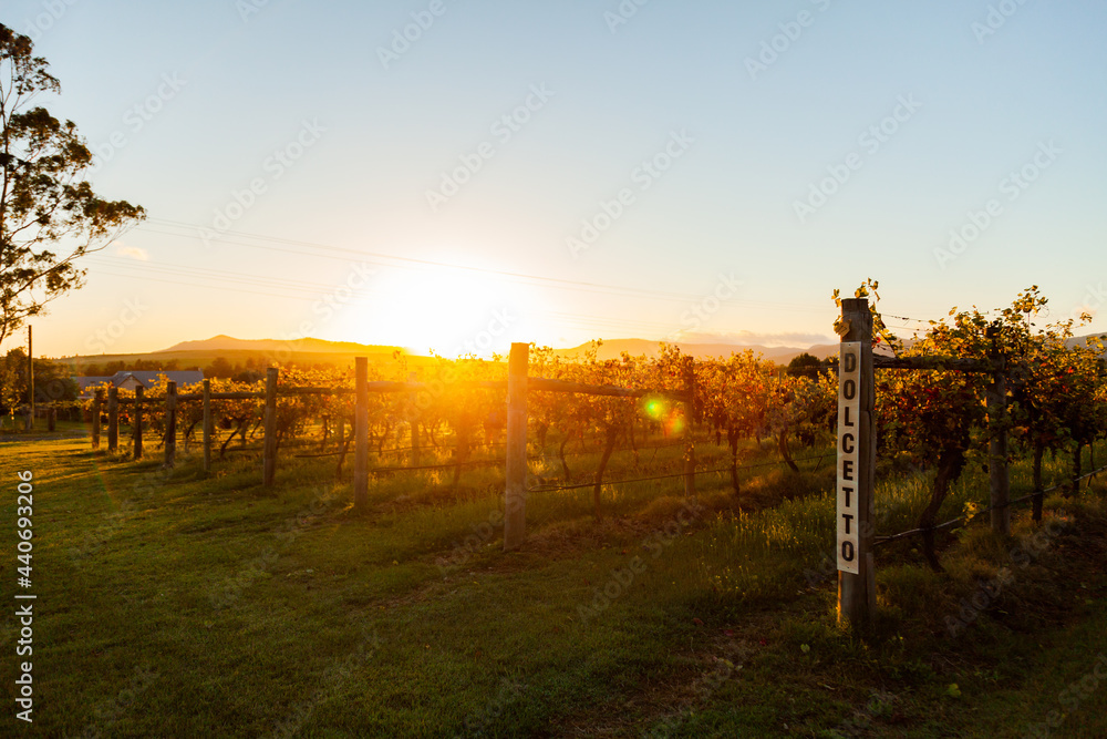 Sunrise and clear sky over vineyard at harvest time, light flare over grape vines Sunrise and clear sky over vineyard at harvest time, light flare over grape vines