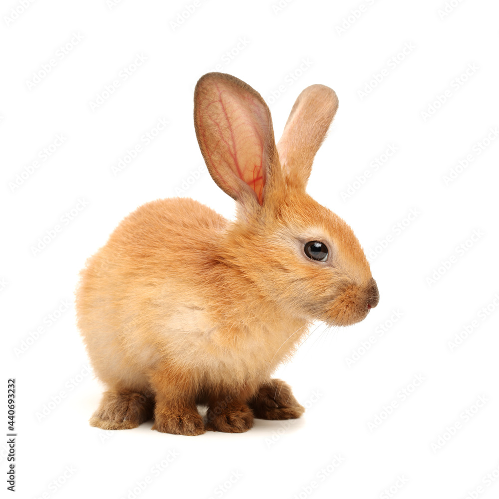 rabbit isolated on white background rabbit isolated on white background
