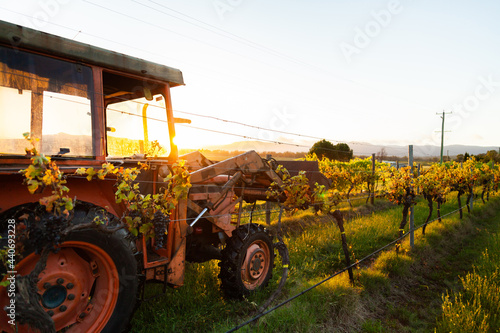 Red tractor among grape vines on farm backlit by morning light