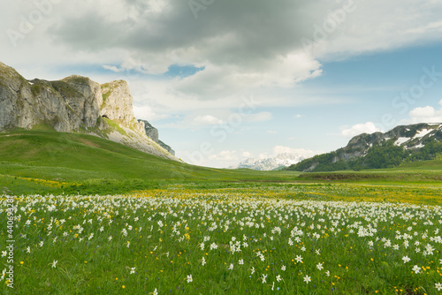 green meadow in Lukavica Plateau in the spring, Montenegro photo