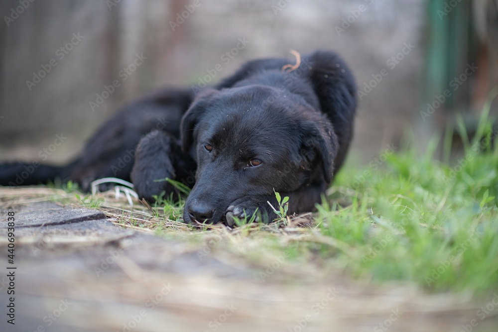 A beautiful black dog is resting on a hot day in the shade at the farm. A beautiful black dog is resting on a hot day in the shade at the farm.