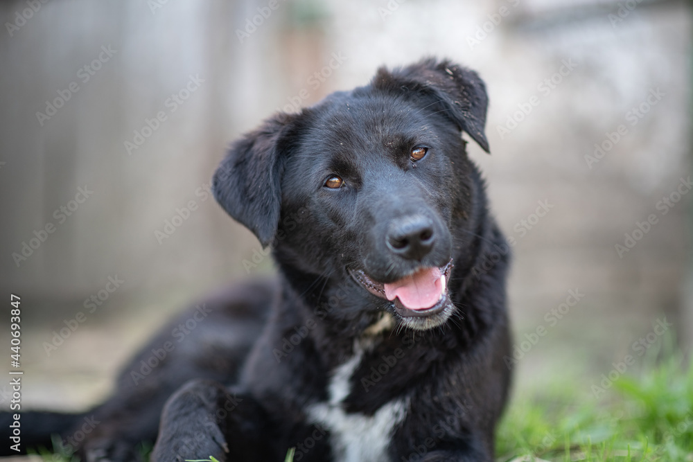 A beautiful black dog is resting on a hot day in the shade at the farm.