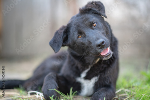 Tableau sur toile A beautiful black dog is resting on a hot day in the shade at the farm