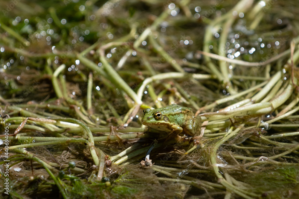 Lebensraum des kleinen Frosches Lebensraum des kleinen Frosches