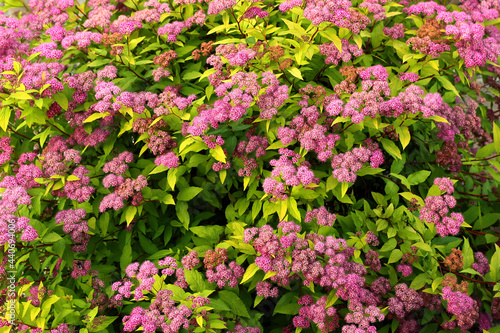 Japanese meadowsweet (Spiraea japonica) flowers in a garden