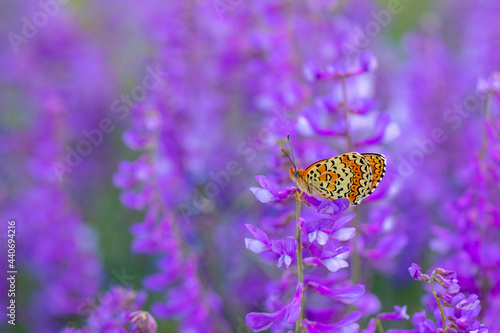 red butterfly in purple flowers (Melitaea arduinna)