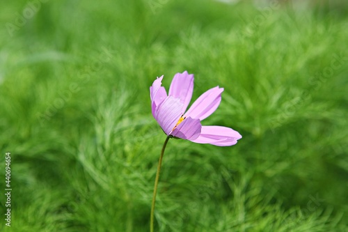 Wallpaper Mural 한국공원의꽃입니다 Torontodigital.ca