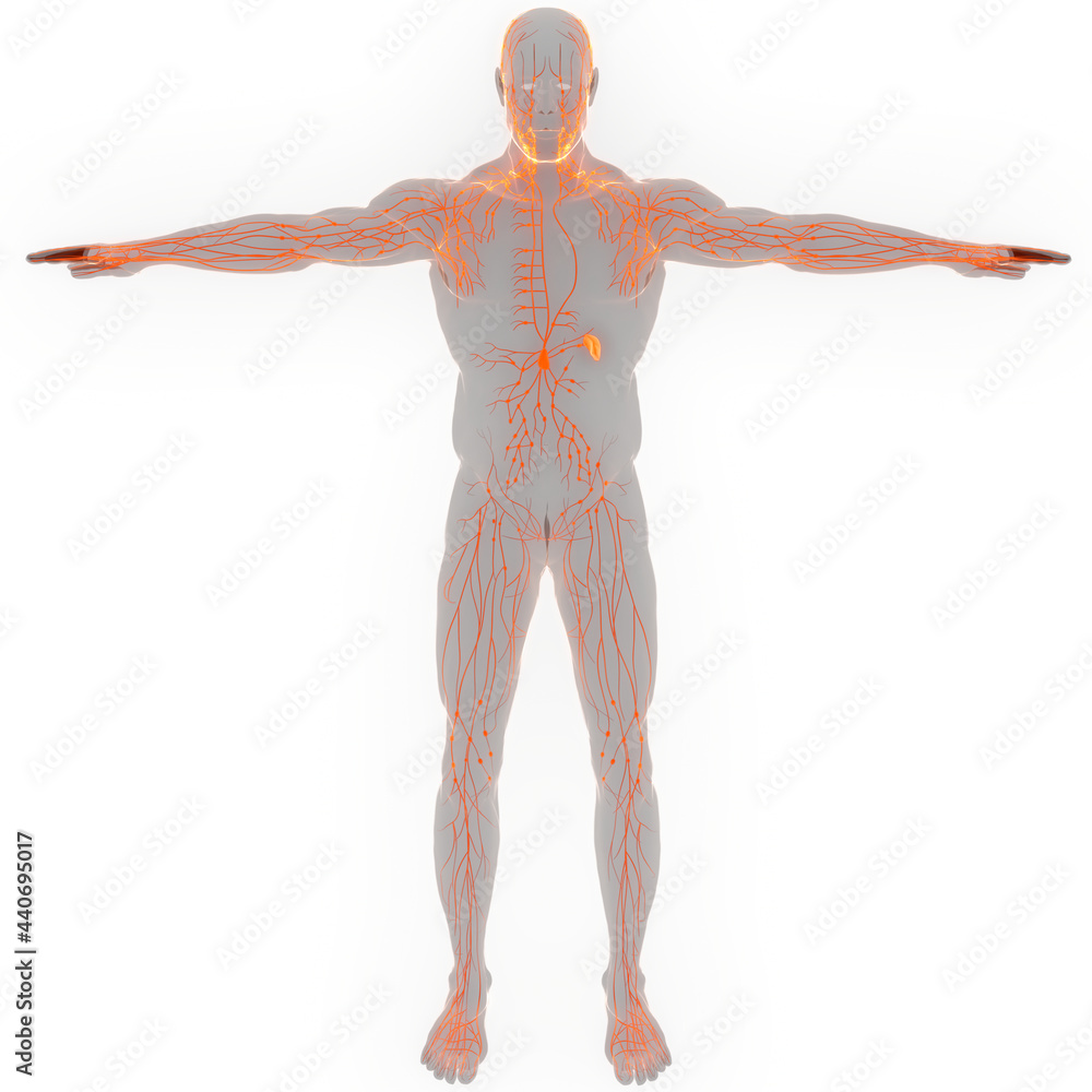 Human Internal system Lymph Nodes Anatomy Stock Illustration | Adobe Stock