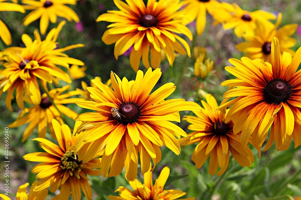 Fototapeta premium 한국공원에힌꽃입니다