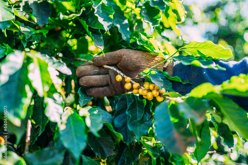 Arabica coffee being picked manually by man agriculturist hands. Brazilian special coffee.