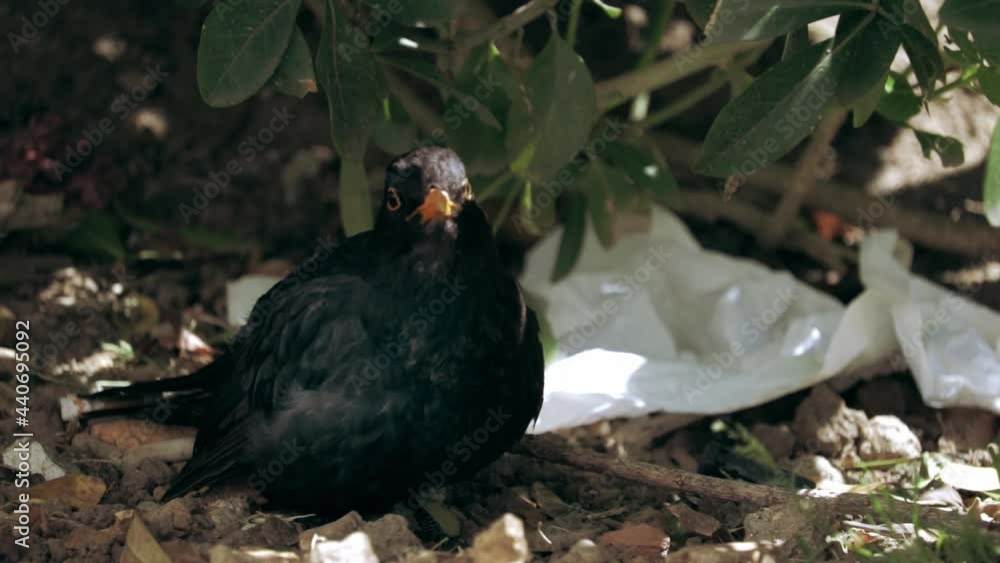 Common blackbird - Turdus merula - Male dark bird in wildlife Common blackbird - Turdus merula - Male dark bird in wildlife
