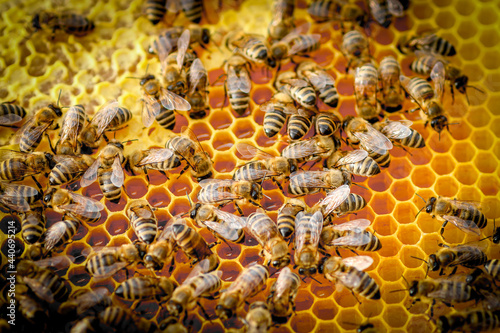 Bees On Honeycomb In Apiary