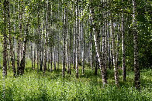 tree pattern in the summer forest with sunlight 