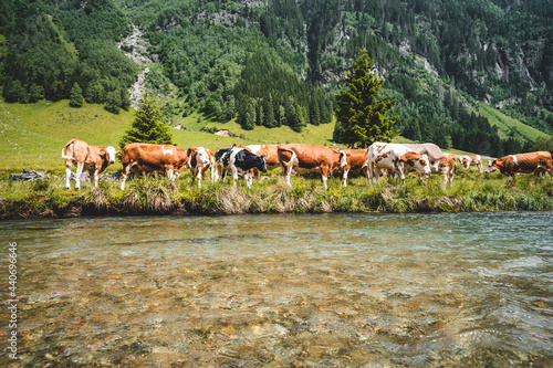 Panorama in den Alpen mit einem Fluss und Kühe