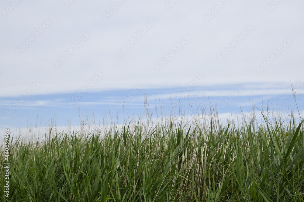 Dutch (Zeeland) beach area full of floral variation. Dutch (Zeeland) beach area full of floral variation.