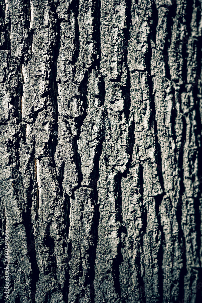 Obraz premium Old Tree Bark Texture . Soft focus .