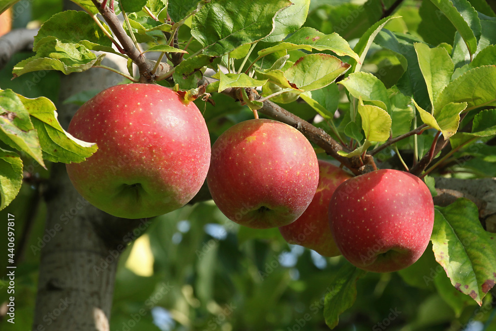 Pommes rouges variété Jonagold dans l'arbre Pommes rouges variété Jonagold dans l'arbre