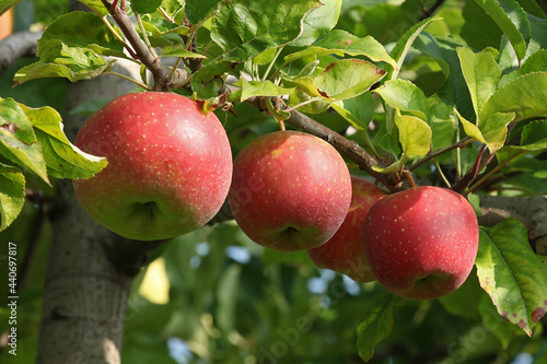 Pommes rouges variété Jonagold dans l'arbre