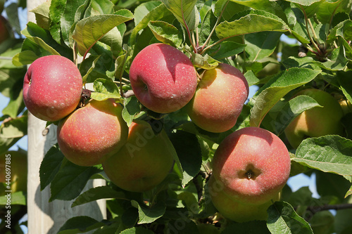 Pommes rouges Jonagold dans l'arbre