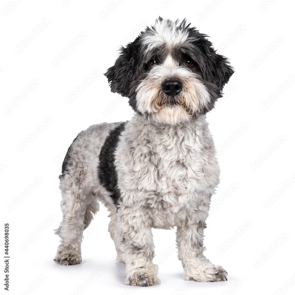 Cute little mixed breed Boomer dog, standing facing front. Looking towards camera with droopy brown eyes. Isolated on white background. Mouth closed.