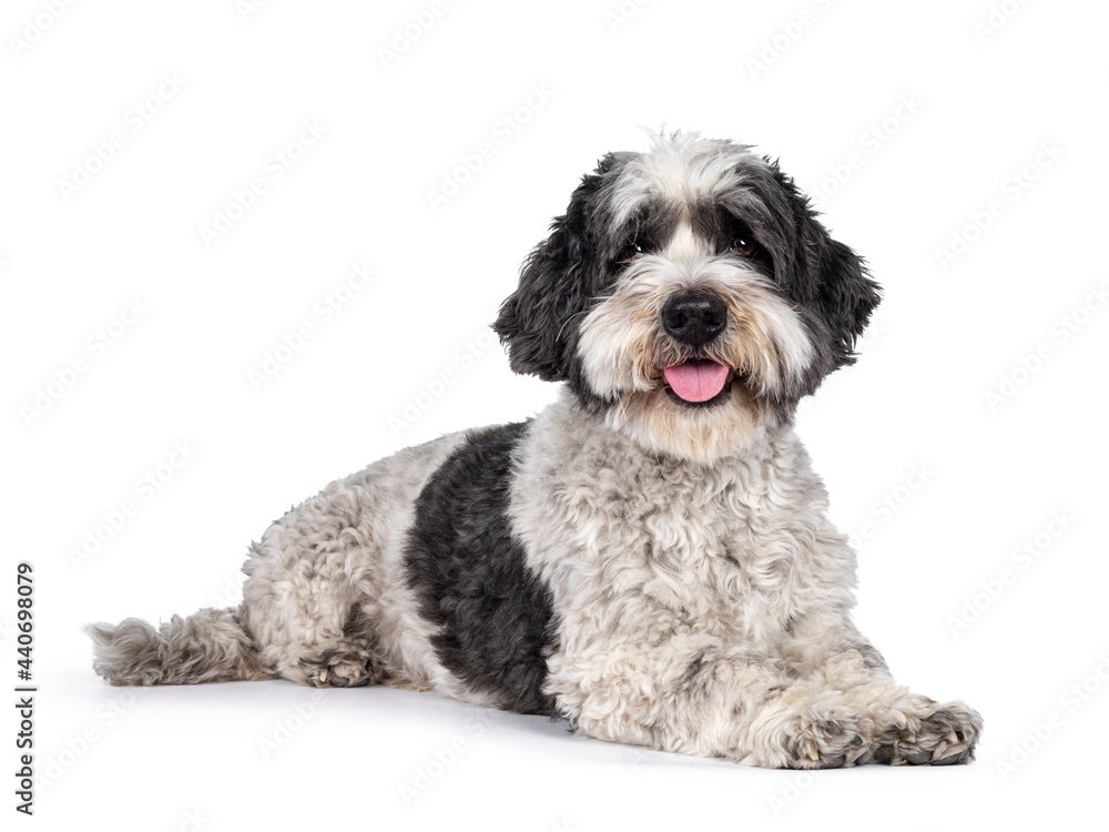 Cute little mixed breed Boomer dog, laying down side ways. Looking towards camera with friendly brown eyes. Isolated on white background. Mouth slightly open, showing tongue,