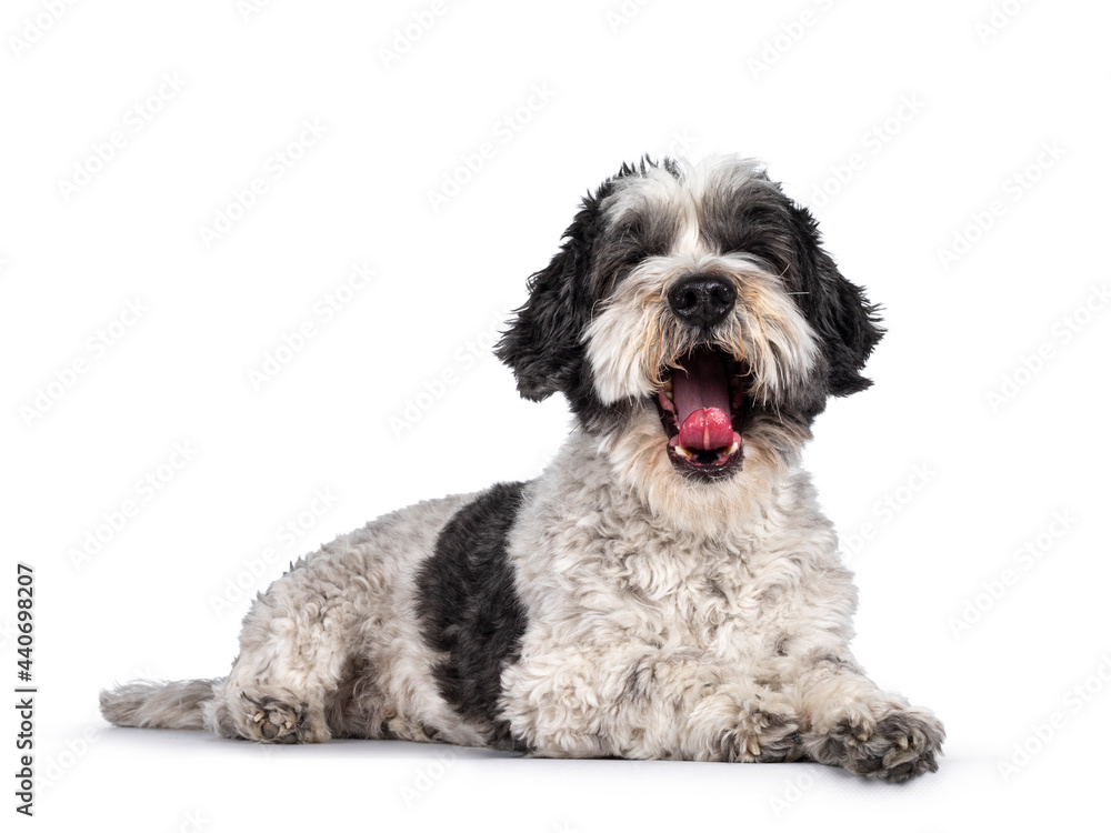 Cute little mixed breed Boomer dog, laying fown side ways. Looking towards camera yawning showing tongue and no eyes. Isolated on white