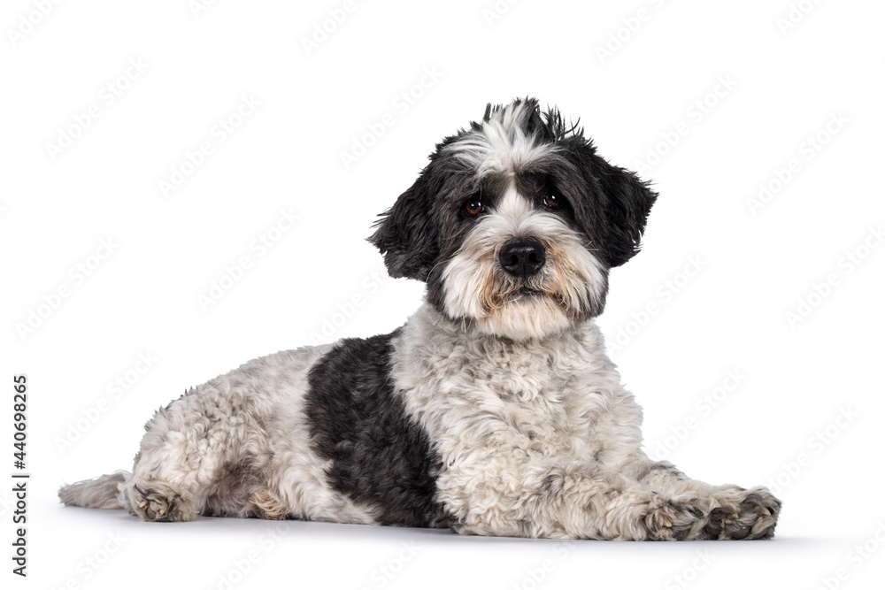 Head shot of cute little mixed breed Boomer dog, sitting up facing front. Looking straight to camera with friendly brown eyes. Isolated on white background. Mouth closed.