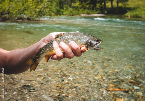 Kleiner Saibling in der Hand gefangen in einem Gebirgsbach