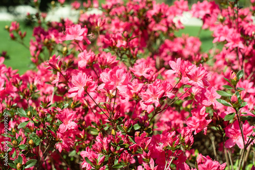 Wallpaper Mural delicate pink summer background. flowering bush, many flowers and buds. spring bloom. selective focus. Torontodigital.ca