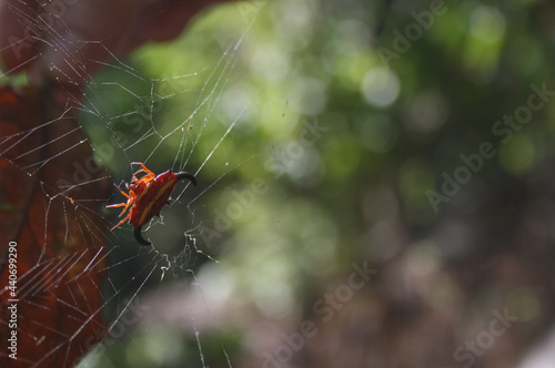 Yellow and red devil spider, with two large horns on the ends of its shell, on the island of Nosy Komba. Spider in his spider web with the forest out of focus in the background. photo