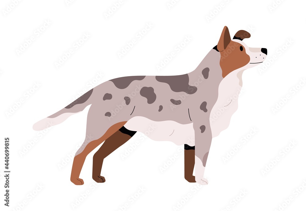 Side view of cute adult dog. Pretty doggy with spotty fur. Canine animal with faithful look. Flat vector illustration of realistic pet's profile isolated on white background