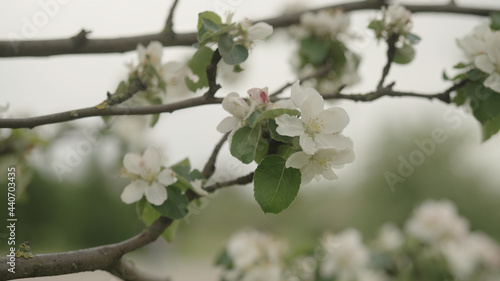white apple flowers on a young tree closeup