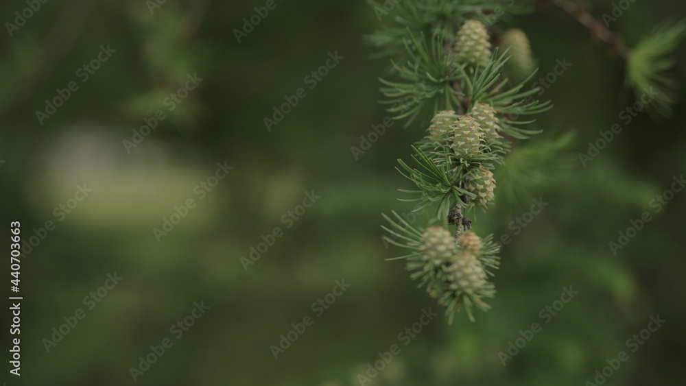 yong larch branches in spring with fresh cones yong larch branches in spring with fresh cones