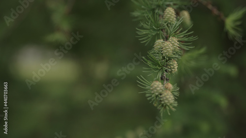 yong larch branches in spring with fresh cones