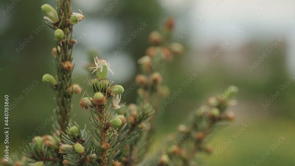 yong spruce branches in spring yong spruce branches in spring
