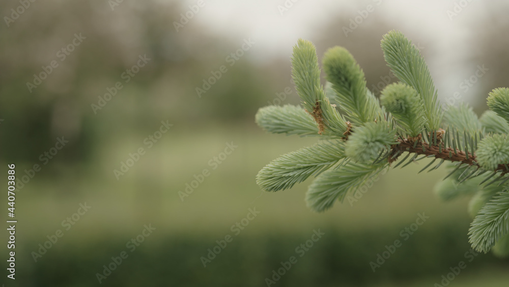 yong spruce branches in spring
