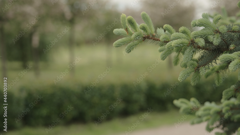yong spruce branches in spring yong spruce branches in spring