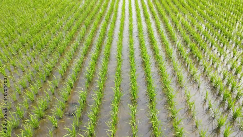 Green rice field aerial view close up, natural background Green rice field aerial view close up, natural background