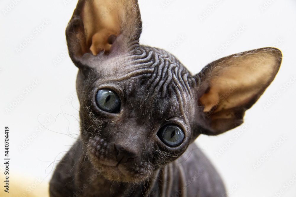 Beautiful gray Sphynx kitten against background. A little sphynx Cat look on camera