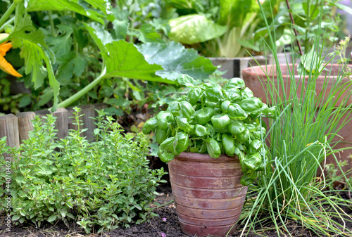 aromatic plant and basil in potted put on the soil  in a garden