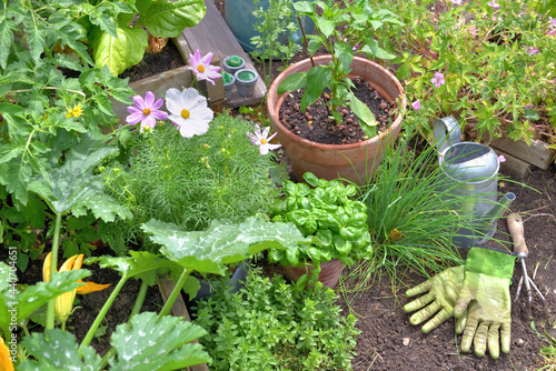 aromatic plants and vegetable plants growing in garden