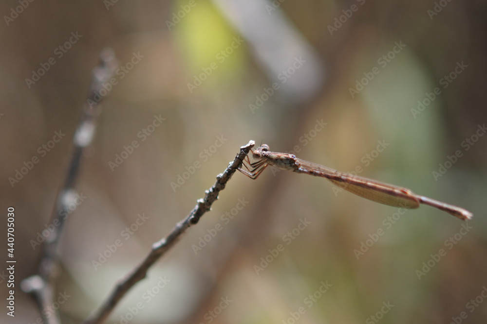 Siberian winter damselfly is perching at the tip of the twig. Siberian winter damselfly is perching at the tip of the twig.