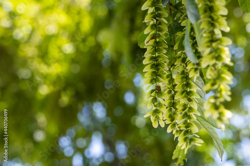 summer natural background of pterocarya stenoptera