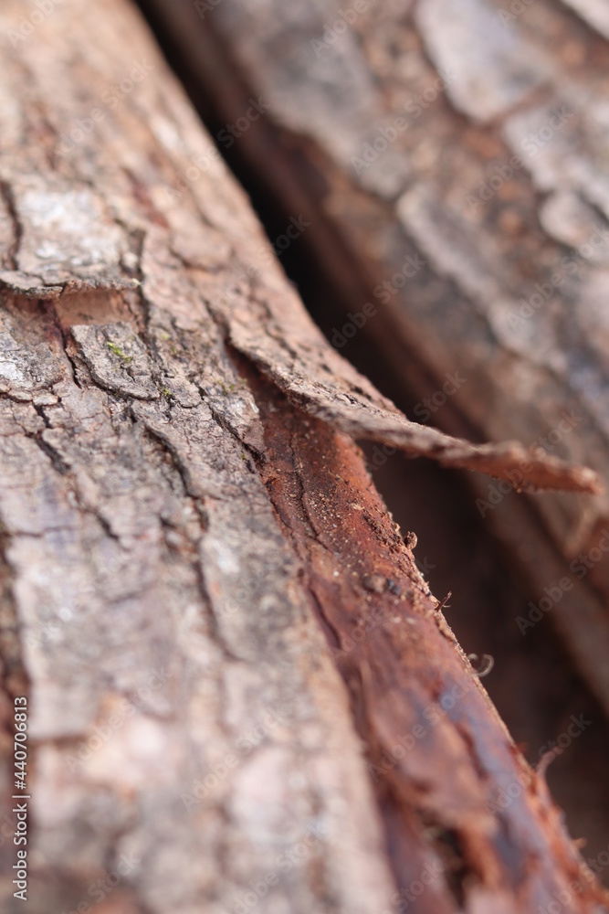 bark, tree, texture, wood, nature, brown, pattern, abstract, forest, old, trunk, wooden, pine, natural, rough, macro, surface, oak, textured, plant, closeup, material, backgrounds, detail, timber bark, tree, texture, wood, nature, brown, pattern, abstract, forest, old, trunk, wooden, pine, natural, rough, macro, surface, oak, textured, plant, closeup, material, backgrounds, detail, timber