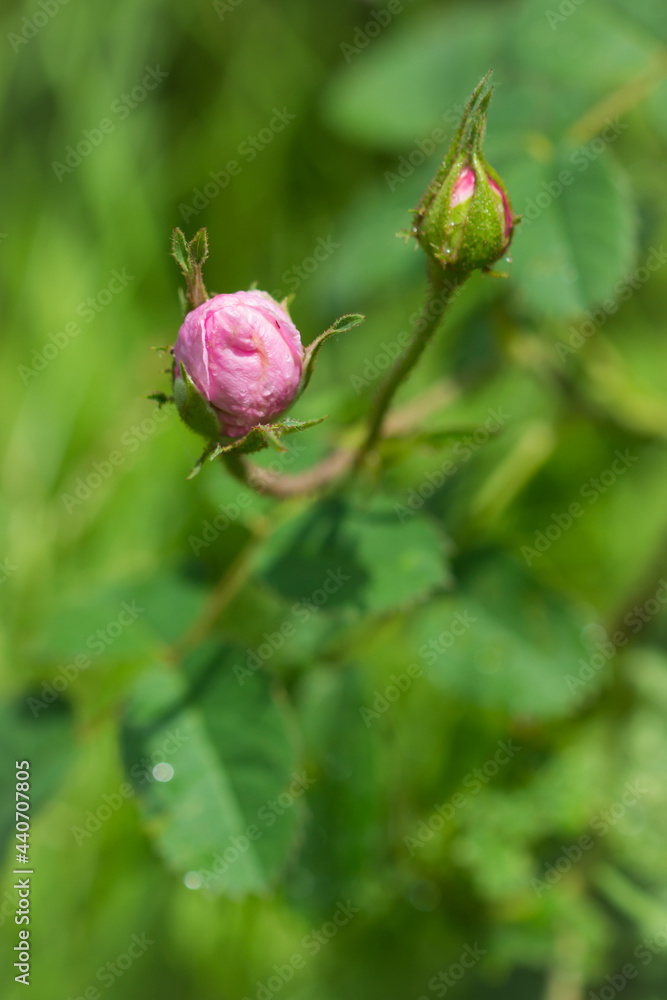 Rose bush growing in an abandoned garden. Rose bush growing in an abandoned garden.