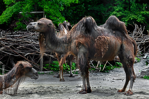 Moulting bactrian camel in its enclosure. Latin name - Camelus bactrianus © Mikhail Blajenov