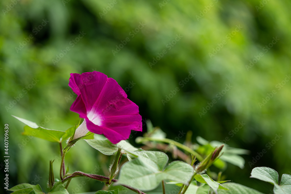Pictures of pink morning glories with a forest background. Pictures of pink morning glories with a forest background.