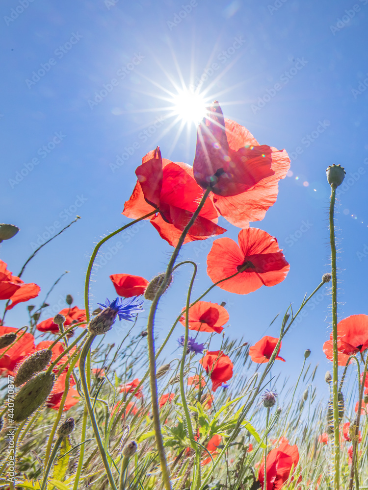 Naklejka premium mohn