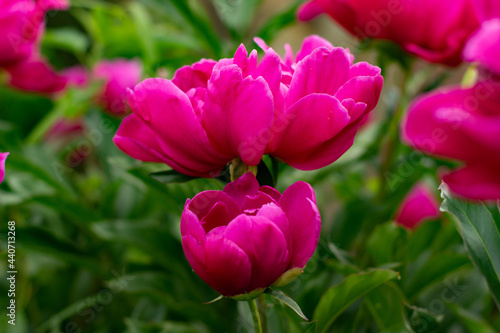 Wallpaper Mural Hermosas peonías rojas en el Jardín Torontodigital.ca