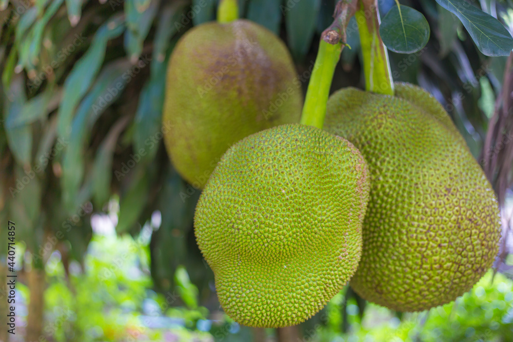 Jackfruit tree has a lots of fruits hanging. It grows in tropical region of the world (Thailand). It has spiky outer of skin and flesh is pale yellow. Jackfruit tree has a lots of fruits hanging. It grows in tropical region of the world (Thailand). It has spiky outer of skin and flesh is pale yellow.